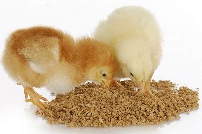 CHICK STARTER