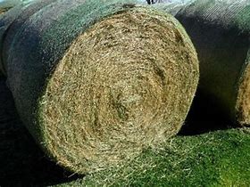 HORSE ROLL