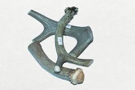BUCK BONE ANTLER