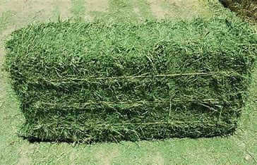 3 TIE ALFALFA HAY